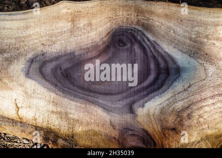 Detail of a rough cut black walnut plank at an outdoor sawmill in Morganton, North Carolina. Stock Photo