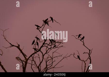 a flock of birds is sitting on a leafless tree at dusk. Stock Photo