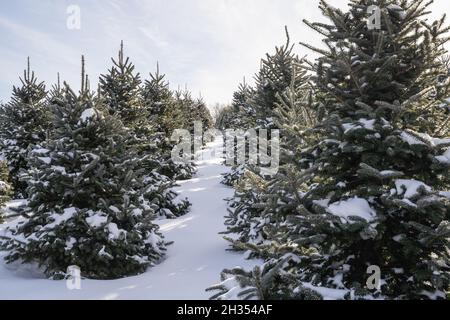 Snow covered trees at Christmas tree farm. Stock Photo