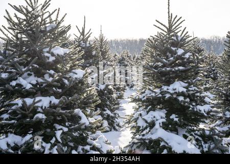 Snow covered trees at Christmas tree farm. Stock Photo