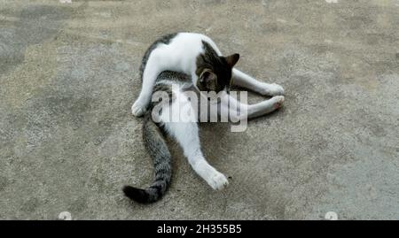 A cute stray cat cleaning herself is sitting on a cement floor Horizontal close-up. Stock Photo