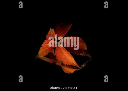 Creative layout made of autumn leaves branch with reflection in mirror, on dark background. Minimal abstract season specific and fall concept. Stock Photo