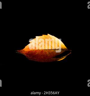Creative layout made of autumn leaf and mirror reflection, on dark background. Minimal abstract season specific and fall concept. With copy space. Stock Photo