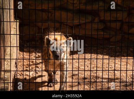 Spotted hyena Crocuta crocuta behind the bars of a cage in captivity Stock Photo