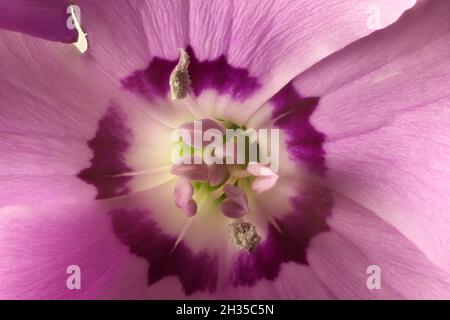 Macro view of single Pink (Dianthus) flower centre detail Stock Photo