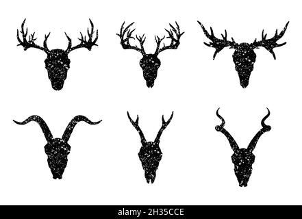 Vector set of six hand drawn skulls of horned animals: antelopes, deer and goat on white background. Black silhouettes with grunge texture in old sket Stock Vector