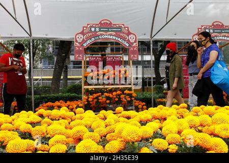 Non Exclusive: A person disguised  as skull at Cempasuchil Flower Fair and decorations at Reforma avenue as part of  the Day of the Dead celebrations. Stock Photo