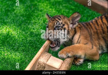Tiger Bengal cub is playing or biting wooden toy on grass cage in a zoo of Thailand. Close up Bengal tiger cub, natural light. Stock Photo