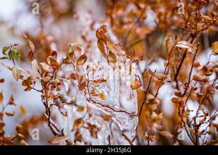 Branches glazed by ice. Transparent beautiful icicles on the branches of a tree or shrub with yellow leaves in late autumn after freezing rain. Nature Stock Photo