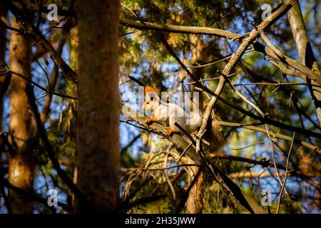 A squirrel sits on pine branches in the dense taiga. Stock Photo