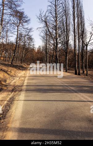 Burned forest road in Attica, Greece, after the bushfires at Parnitha ...