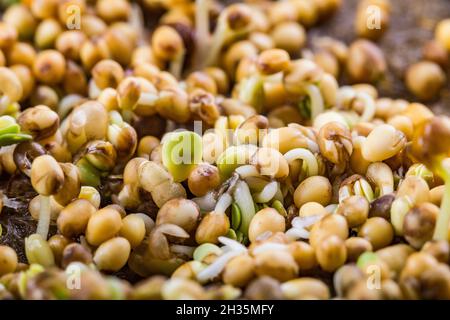 Extreme macro close-up of Coriander microgreens. Growing microgreen sprouts close up view. Germination of seeds at home. Vegan and healthy eating conc Stock Photo