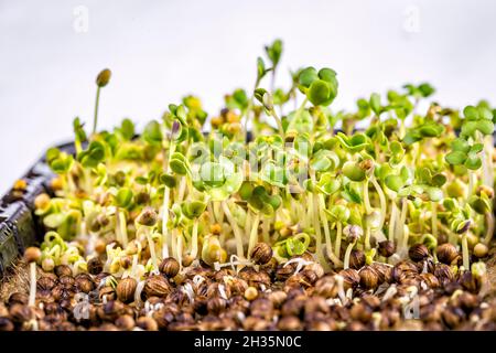 Extreme macro close-up of Coriander microgreens sprouts. Growing microgreen sprouts close up view. Germination of seeds at home. Vegan and healthy eat Stock Photo