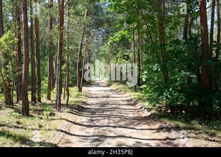 The dirt road can be seen in the summer season in the pine forest that grows in Poland near the village that is known as Wilga. Stock Photo