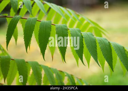Rhus Typhina. Staghorn sumac or Stag's horn sumach plant foliage Stock Photo