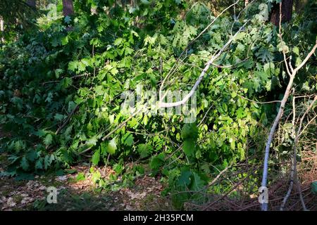 A pile of cut oak branches lying in a forest growing in Poland near a village called Wilga. There are still green leaves on the branches. Stock Photo