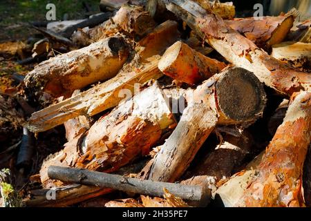 Tree branches that had been cut into pieces were stacked. Now it is a pile of firewood that has been harvested and prepared for home use. Stock Photo