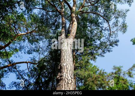Tall conifers create a natural forest landscape. It is a fragment of a vast forest area near the village of Wilga in Poland. Stock Photo