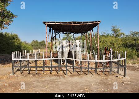 Art in Mohenjo daro ruins close Indus river in Larkana district, Sindh, Pakistan Stock Photo