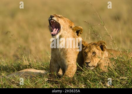 Juvenile lion cub (panthera leo) yawning whilst sat with mother in tall grass, Masai Mara, Kenya Stock Photo