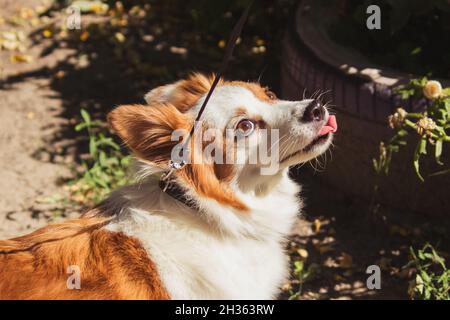 A long-haired dog on a leash stuck out his tongue outside in sunny weather.  Stock Photo