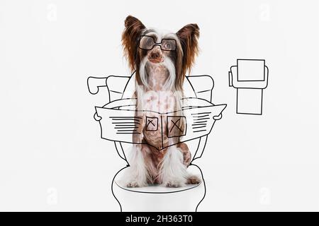 Contemporary artwork. One cute dog, Chinese Crested sitting and reading newspaper isolated on white studio background. Stock Photo
