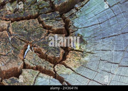 Sectional view of deep cracked cut-off wood grain. Woody texture.  Stock Photo