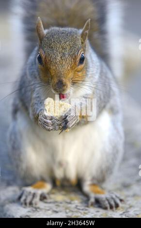 Grey Squirrel (Eastern Grey Squirrel / Gray Squirrel) Sciurus carolinensis. Eating a biscuit in a London park, UK, Stock Photo