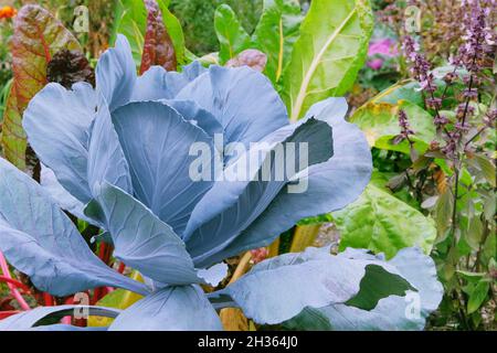 Organic vegetables grown in a rustic farm garden. Cabbage in farming and harvesting. Growing vegetables at home. Open ground flat bed into the farm Stock Photo