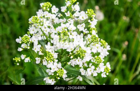 White tender flowers of horseradish Armoracia rusticana, Cochlearia armoracia . Closeup, shallow dof. Stock Photo