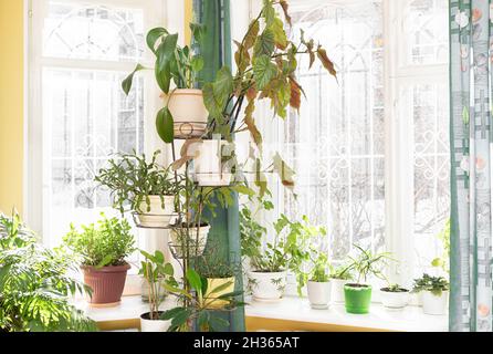 Home garden with different green potted house plants on flower stand near windows and on windowsills in sunny winter day. Cozy sustainable hobby. Tren Stock Photo