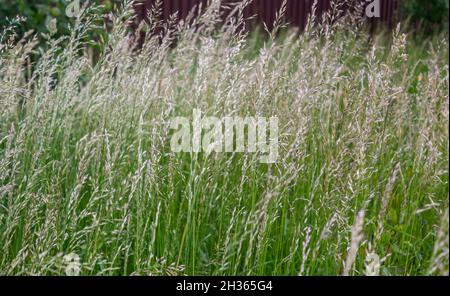 Lolium perenne or perennial ryegrass, Italian ryegrass Stock Photo