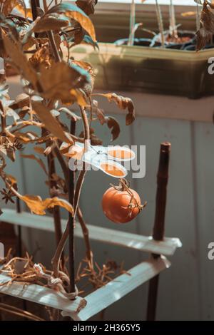 Growing homemade tomatoes on the balcony under sunlight. One ripe tomato.  Stock Photo