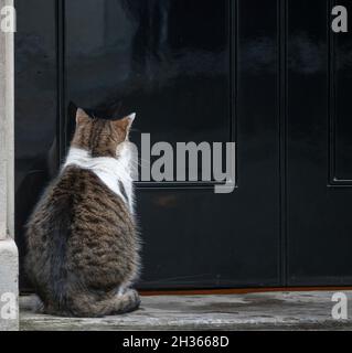 Downing Street, London, UK. 26 October 2021. Larry the cat enjoys a solitary morning of peace and quiet with no early Cabinet Meeting taking place. Credit: Malcolm Park/Alamy Live News. Stock Photo