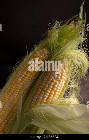 Fresh Raw Corn on Cobs on an old wooden table. Autumnal harvest background in a dark mood. Stock Photo