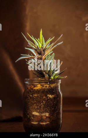A tall succulent in a transparent jar, where its roots are visible in the sun. Stock Photo