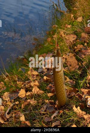 Fishing. A small pike hanging on a hook. Vertical format Stock Photo