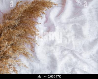Flatlay of pampas grass on pink textile background. Minimal concept. Flat lay, top view, copy space. Stock Photo