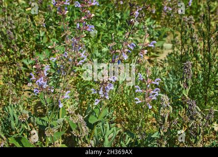 Salvia daghestanica, largest genus of plants in the sage family Lamiaceae Stock Photo