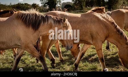 Wild Henson horses in Baie de Somme Stock Photo