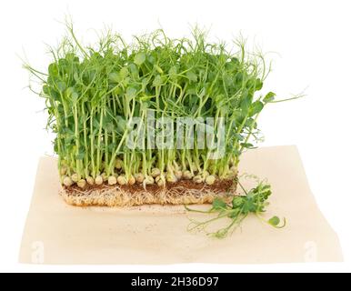 Pea microgreens growing on a substrate, isolated on white background Stock Photo
