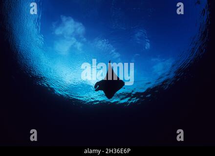 Reef Manta Ray, Mobula alfredi, Vulnerable, and Snell's window due to light refraction, near South Gam Island, Raja Ampat, West Papua, Indonesia, Asia Stock Photo