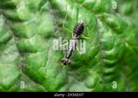 Ant mimic mantis, Euantissa pulchra, Satara, Maharashtra, India