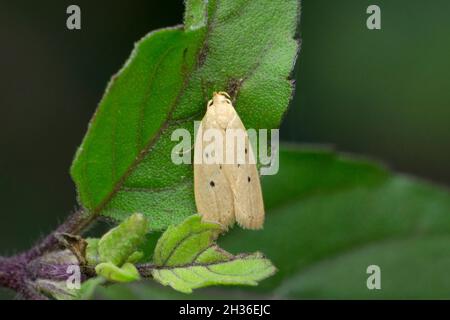 Four spotted moth, Tyta luctuosa is a noctuid moth, Satara, Maharashtra, India Stock Photo