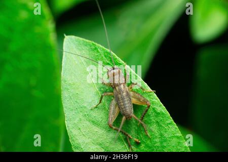 Field cricket insect, Satara, Maharashtra, India Stock Photo - Alamy