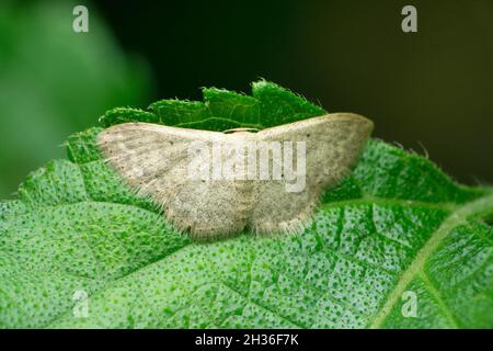 Wax moth species, Satara, Maharashtra, India Stock Photo