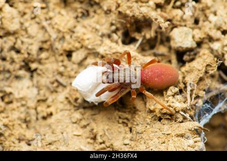 Red velvet spider with eggsack, Stenochilus hobsoni, Satara, Maharashtra india Stock Photo