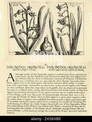 Botanical print of Hyacinthus orientalis, ommon hyacinth, from Hortus Floridus by Crispin de Passe, Vintage illustration Stock Photo