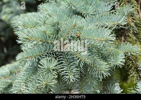 Blue spruce branches in the garden Stock Photo