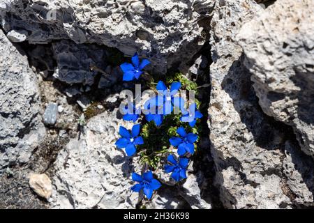 Closeup of blue spring gentian flowers in rocks Stock Photo